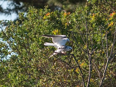 White-tailed Kites _5021787.jpg