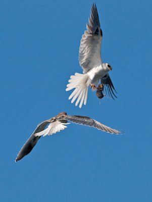 White-tailed Kites _5032107.jpg