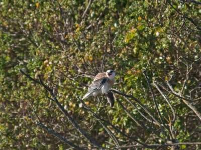 White-tailed Kites _5032149.jpg