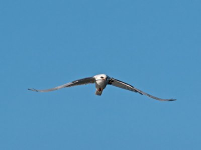 White-tailed Kites _5032159.jpg