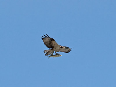 Osprey _5203603.jpg