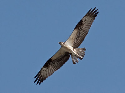 Osprey _5203609.jpg