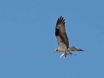 Osprey w fish _5203689.jpg