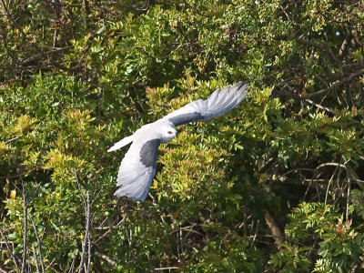 White-tailed Kite _5203565.jpg