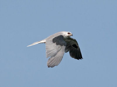 White-tailed Kite _5203567.jpg