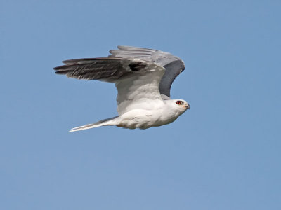 White-tailed Kite _5203568.jpg