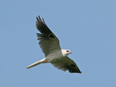 White-tailed Kite _5203570.jpg