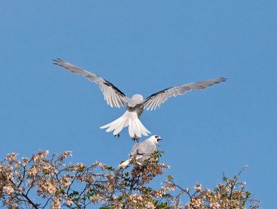 White-tailed Kite _5203576.jpg