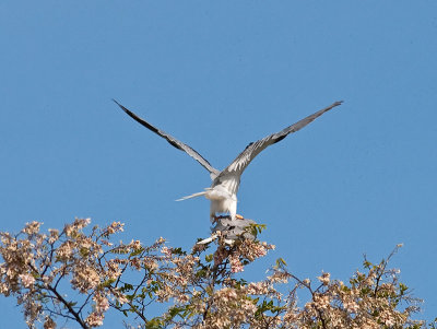 White-tailed Kite _5203577.jpg