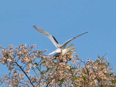 White-tailed Kite _5203584.jpg