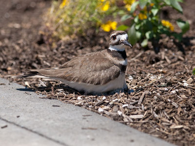 Killdeer _6059607.jpg