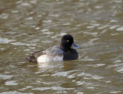 g3/76/426376/3/53938959.GreaterScaup_C24082601.jpg