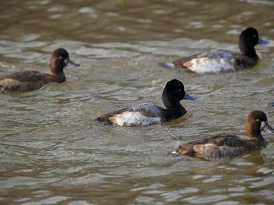 Greater Scaups _C240840-01.jpg