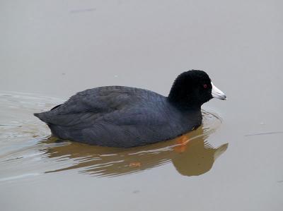 Young Coot2 _C230820-01.jpg