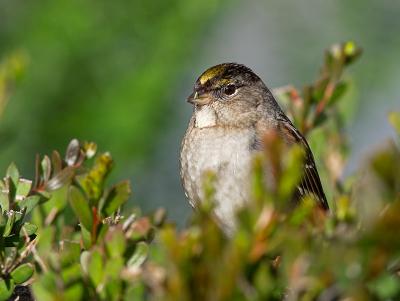 Golden-crowned Sparrow _C280906-01.jpg