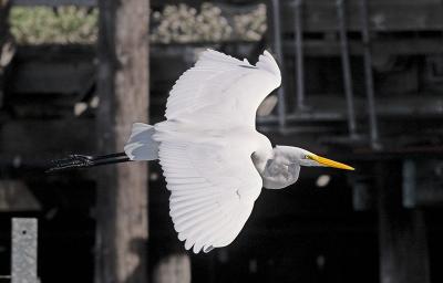 Great Egret _1071005-02.jpg