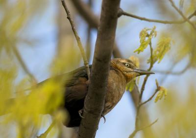 Young Female Grackle 14_3111740-01.jpg