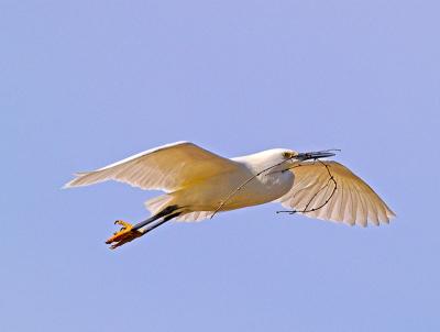 Snowy Egrets in Flight