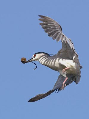 Black-crowned Night Herons