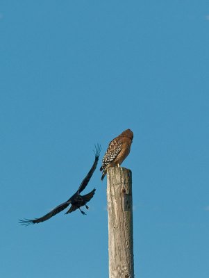 Hawk Crow _A222459.jpg