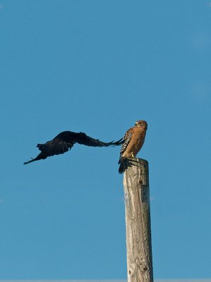 Hawk Crow _A222454.jpg