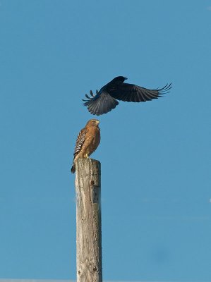 Hawk Crow _A222458.jpg