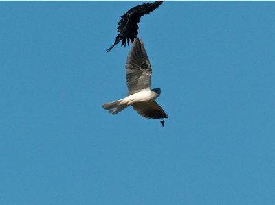 Kite   and Crow _A212330.jpg