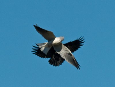 Kite and Crow _A212332.jpg