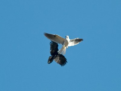 Kite and Crow _A222488.jpg