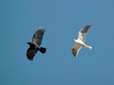 Kite and Crow _A222492.jpg