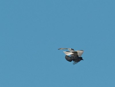 Kite and Crow _A222481.jpg