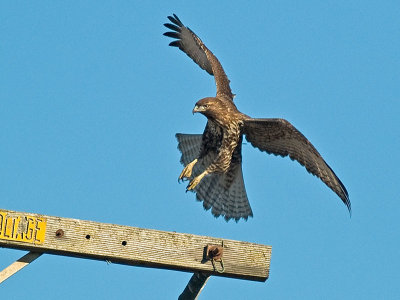 Red-tailed Hawk  _A232621.jpg