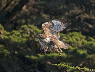 Red-tailed Hawk _A242838.jpg