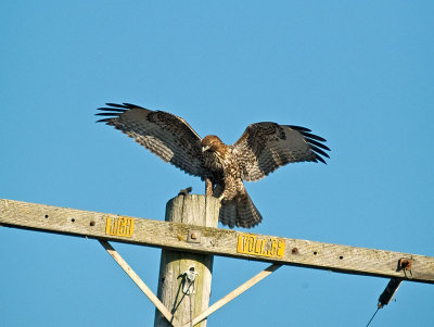 Red-tailed Hawk _A232622.jpg