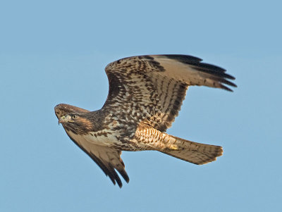 Red-tailed Hawk  _A242816.jpg