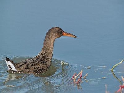 Clapper Rail _A282923.jpg