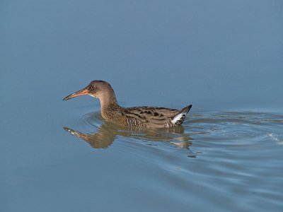 Clapper Rail _B023069.jpg
