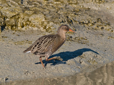 Clapper Rail _B023073.jpg
