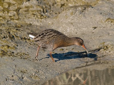 Clapper Rail _B023074.jpg