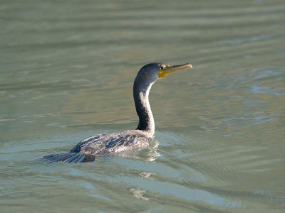 Cormorant _A212380.jpg