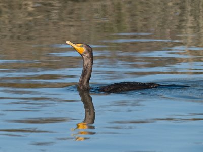 Cormorant _B023163.jpg