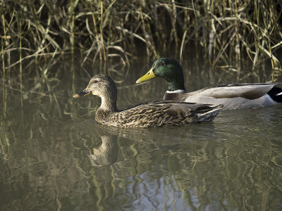 Mallards _B013048.jpg