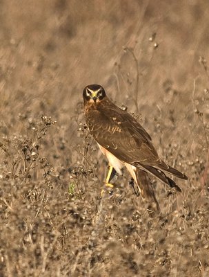 Northern Harrier _B037103.jpg