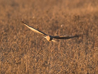 Northern Harrier _B037128.jpg