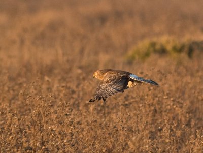 Northern Harrier _B037130.jpg