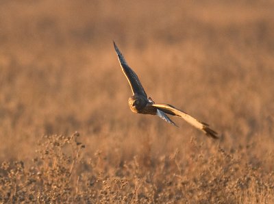 Northern Harrier _B037131.jpg