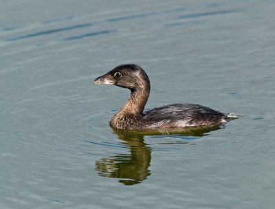 Pied-bill Grebe _A102210.jpg