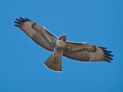 Red-tailed Hawk _B033334.jpg