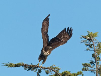 Red-tailed Hawk _B033427.jpg