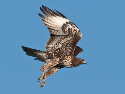 Red-tailed Hawk _B033428.jpg